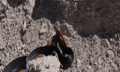Video: Rắn manba đen nuốt chửng rắn nâu trong tích tắc