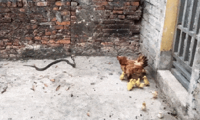 Video: Rắn hổ mang chúa hung hăng mổ gà mẹ, con mồi gan dạ quyết chiến 