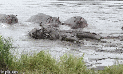 Video: Ngỡ ngàng cảnh cả đàn cá sấu vội chạy “trối chết”, mồi ngon vừa săn được cũng bỏ lại 