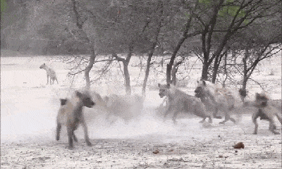 Video: Bị 20 linh cẩu háu đói tấn công, sư tử cái bỏ chạy trối chết