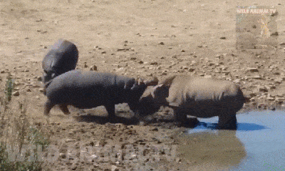 Video: Xâm phạm lãnh thổ của hà mã, tê giác bị đánh cắm mặt xuống bùn