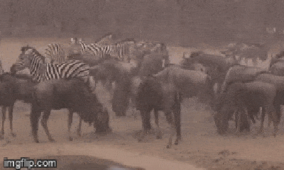 Video: Ngựa vằn 