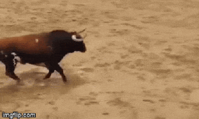 Video: Vừa cho tập thử, bò tót nặng nửa tạ gục chết tại chỗ sau cú húc kinh hoàng của đối thủ