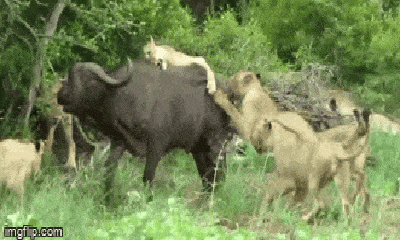 Video: Rơi vào tầm ngắm của bầy sư tử, trâu rừng một mình chống trả cả đàn