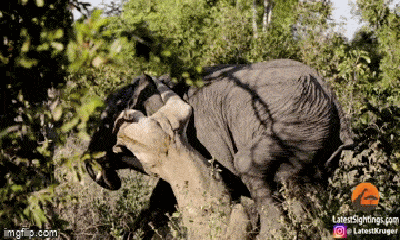 Video: Định “tốc chiến tốc thắng” tóm gọn voi con, sư tử bị phản đòn cúp đuôi bỏ chạy