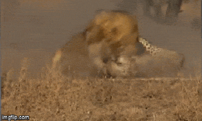 Video: Đôi sư tử hung dữ 