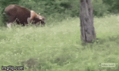 Video: Trận tử chiến lệch hạng cân giữa mãnh hổ 220kg và bò tót hơn 1 tấn, kết cục ra sao?