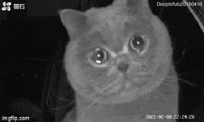 Video: Buồn tủi vì chủ nhân về quê ăn Tết, mèo cưng ngồi trước camera rưng rưng nước mắt