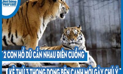 Video: 2 con hổ dữ cắn nhau điên cuồng, kẻ thứ 3 thong dong bên cạnh mới gây chú ý