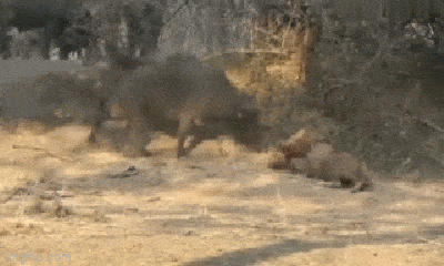 Video: Trâu rừng gan dạ khiêu khích và hạ gục sư tử đực