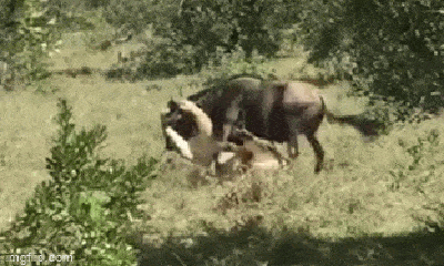 Video: Linh dương đầu bò bị sư tử cắn chặt cổ họng, chật vật phản đòn