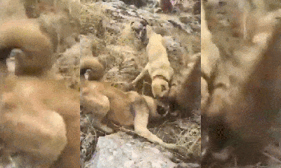 Video: Bị 3 chú chó Kangal đánh hội đồng, 