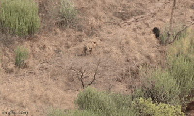 Video: Lò dò tiến tới định “xử” gấu, hổ bị dọa sợ cong đuôi bỏ chạy