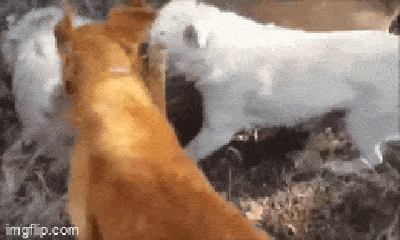 Video: 3 chó săn hung dữ thay nhau cắn xé sói, cái kết gây rùng mình