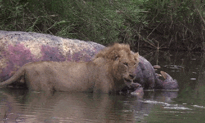 Video: Đang thưởng thức mồi ngon, sư tử 
