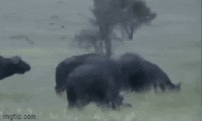 Video: Chơi ngông đại chiến tê giác, trâu rừng hứng trọn cú húc tử thần từ đối thủ