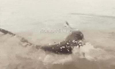 Video: Hươu con bị rồng Komodo truy sát, dìm chết bên bờ biển