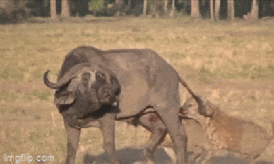 Video: Linh cẩu chơi chiêu, hạ gục trâu rừng to lớn vượt trội về thể lực