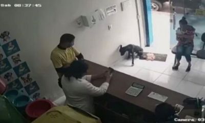 Ngỡ ngàng chú chó hoang tự biết vào phòng khám thú y khi bị thương