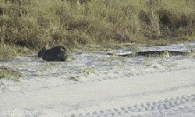 Video: Rắn đuôi chuông lớn nhất thế giới tấn công thỏ từ phía sau, kết cục ra sao?