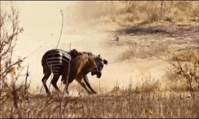 Video: Bị sư tử đu bám trên lưng, ngựa vằn nhảy lồng lộn lên hành kẻ thù 