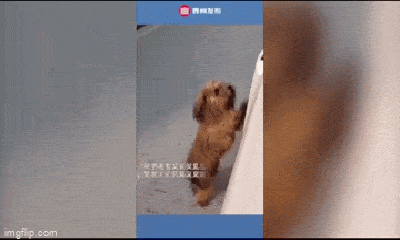 Video: Gặp chủ sau 6 tháng đi lạc, chú chó mừng rỡ vẫy rối rít