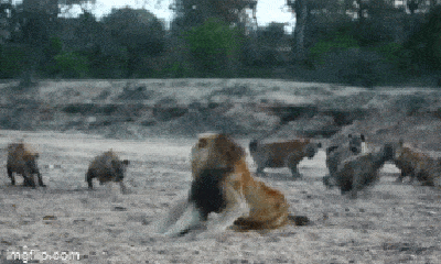 Video: Lọt giữa vòng vây của 20 con linh cẩu khát máu, chúa sơn lâm thể hiện bản lĩnh chỉ bằng một động thái
