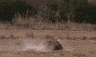 Video: Lợn đất bị linh cẩu rượt chạy 