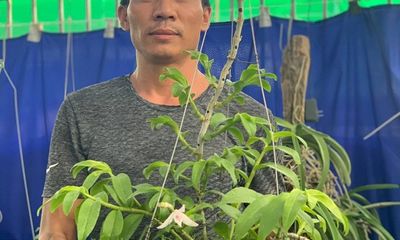 Truyền thông - Thương hiệu - Nghệ nhân Nguyễn Đăng Thoả chia sẻ kinh nghiệm chơi hoa lan 