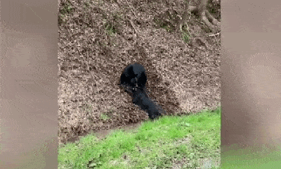 Video: Gấu đen ngoạm cổ, hạ gục lợn rừng bằng nhát cắn chí mạng