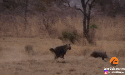 Video: Sau màn rượt đuổi thần tốc với linh cẩu, lợn đất chui hang thoát chết thần kỳ