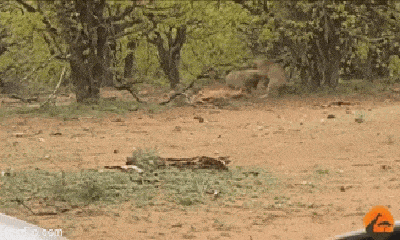 Video: Vừa vất cả săn được linh dương, báo hoa mai bị linh cẩu cướp mồi trắng trợn