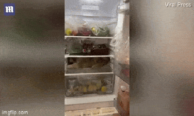 Video: Chú cún chui tọt vào tủ lạnh tận hưởng cảm giác 