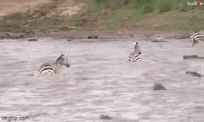 Video: Nghẹt thở xem cảnh đàn ngựa vằn vượt sông đầy cá sấu