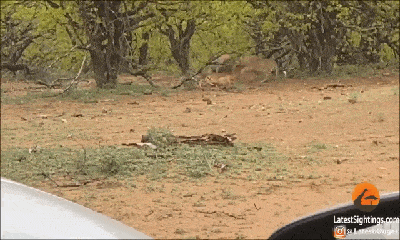 Video: Bị linh cẩu cướp mồi, báo hoa mai chột mắt bỏ chạy té khói