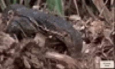 Video: Định ẵm trọn ổ trứng cá sấu, kỳ đà tức giận vì kẻ đáng sợ đột ngột xuất hiện