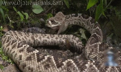 Video: Không được mẹ bảo vệ, đàn cá sấu con trở thành mồi ngon của “sát thủ vùng nhiệt đới”