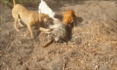 Video: Chó sói bị 3 chó săn bao vây, cắn thẳng vào đầu rồi 