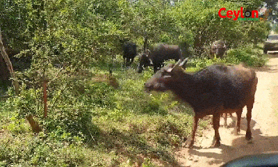 Video: Liều mình bắt nghé con giữa đàn trâu rừng, báo đốm nhận cái kết ngỡ ngàng 