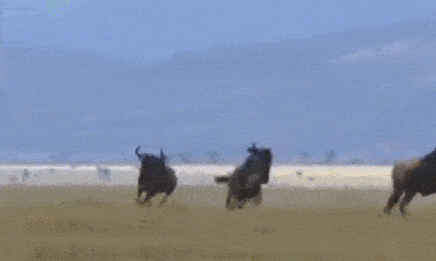 Video: Màn đua tốc độ đỉnh cao giữa báo săn và linh dương đầu bò, đâu là kẻ chiến thắng