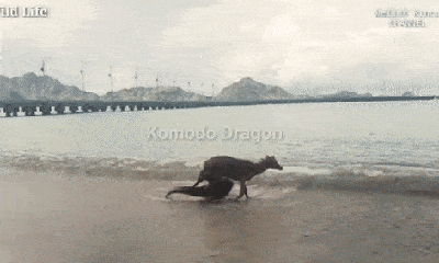 Video: Kinh hoàng cảnh hươu con bị rồng Komodo truy sát, dìm chết bên bờ biển