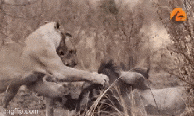Video: Trốn chạy báo hoa mai, đôi linh dương “đen đủi” lao ngay vào “ổ” sư tử