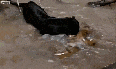 Video: Tử chiến trăn Anaconda, báo đen dùng hết sức bình sinh quật ngã con mồi khổng lồ