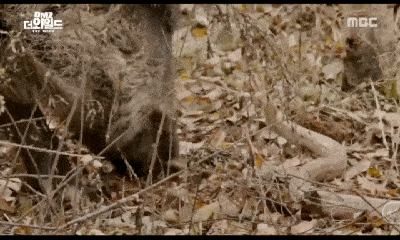 Video: Bị rắn chuột cắn đúng mõm, lợn rừng điên cuồng cắn trả và cái kết