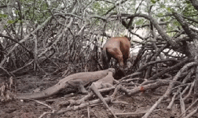Video: Rùng mình cảnh 3 con rồng Komodo dồn ngựa vào 
