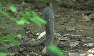 Video: Hổ mang chúa 