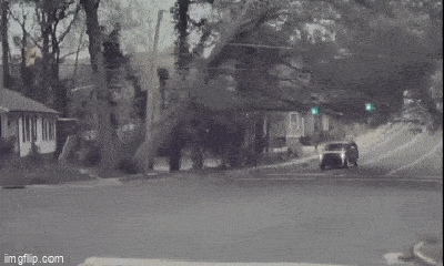 Video: Lái xe ô tô thoát chết trong gang tấc sau khi cây cổ thụ đổ sập xuống đường 