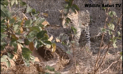 Video: Tung đòn hiểm giết chết trăn khổng lồ, báo đốm 
