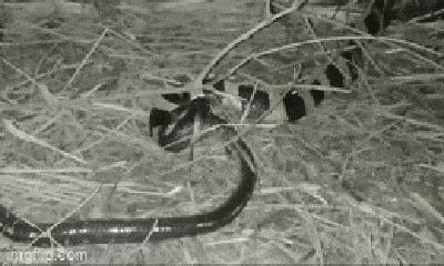 Video: Cuộc chiến sinh tử giữa rắn cạp nong và cạp nia, kết cục ra sao?