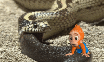 Video: Vừa nuốt gọn rắn hổ mang, rắn vua bất ngờ ói con mồi ngược trở ra